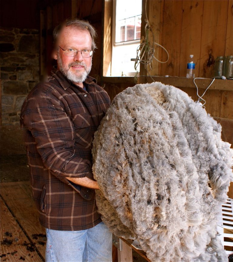 5 Critical Sheep Breeds for the Homestead - Countryside